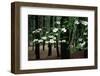 Dogwood in Bloom-Kevin Schafer-Framed Premium Photographic Print