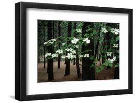 Dogwood in Bloom-Kevin Schafer-Framed Premium Photographic Print