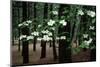 Dogwood in Bloom-Kevin Schafer-Mounted Premium Photographic Print
