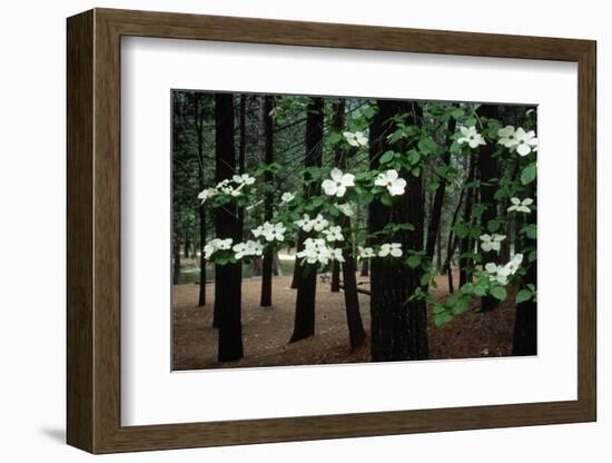 Dogwood in Bloom-Kevin Schafer-Framed Photographic Print