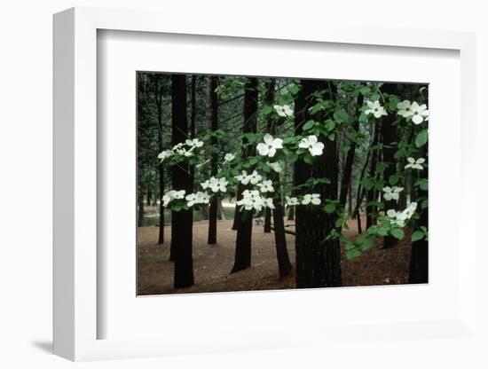 Dogwood in Bloom-Kevin Schafer-Framed Photographic Print