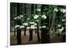 Dogwood in Bloom-Kevin Schafer-Framed Photographic Print