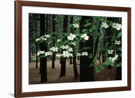 Dogwood in Bloom-Kevin Schafer-Framed Photographic Print