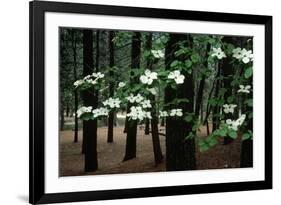 Dogwood in Bloom-Kevin Schafer-Framed Photographic Print