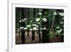 Dogwood in Bloom-Kevin Schafer-Framed Photographic Print