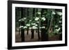 Dogwood in Bloom-Kevin Schafer-Framed Photographic Print