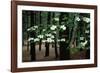 Dogwood in Bloom-Kevin Schafer-Framed Photographic Print