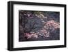 Dogwood in Pink-George Cannon-Framed Photographic Print