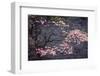 Dogwood in Pink-George Cannon-Framed Photographic Print