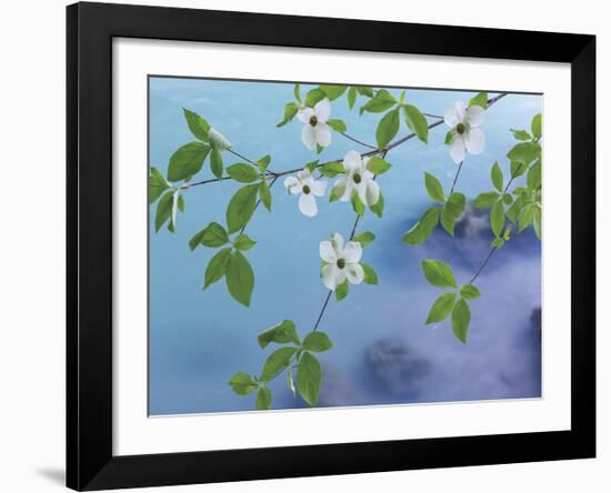 Dogwood Over River-Don Paulson-Framed Giclee Print