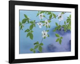 Dogwood Over River-Don Paulson-Framed Giclee Print