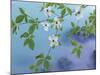 Dogwood Over River-Don Paulson-Mounted Giclee Print