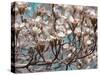 Dogwood Spring I-Sharon Chandler-Stretched Canvas