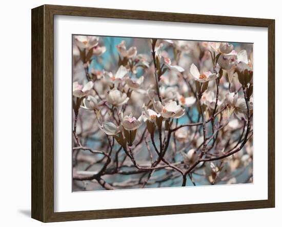 Dogwood Spring I-Sharon Chandler-Framed Photographic Print