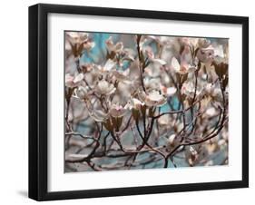 Dogwood Spring I-Sharon Chandler-Framed Photographic Print