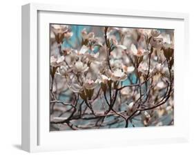 Dogwood Spring I-Sharon Chandler-Framed Photographic Print