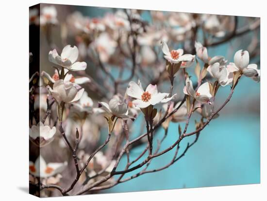 Dogwood Spring III-Sharon Chandler-Stretched Canvas