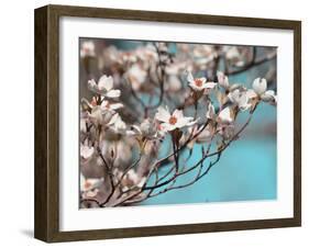 Dogwood Spring III-Sharon Chandler-Framed Photographic Print