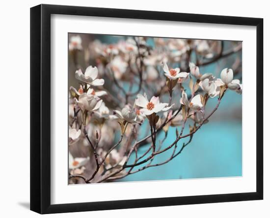 Dogwood Spring III-Sharon Chandler-Framed Photographic Print