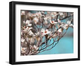 Dogwood Spring III-Sharon Chandler-Framed Photographic Print