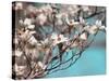 Dogwood Spring III-Sharon Chandler-Stretched Canvas