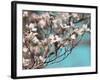 Dogwood Spring III-Sharon Chandler-Framed Photographic Print