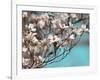 Dogwood Spring III-Sharon Chandler-Framed Photographic Print