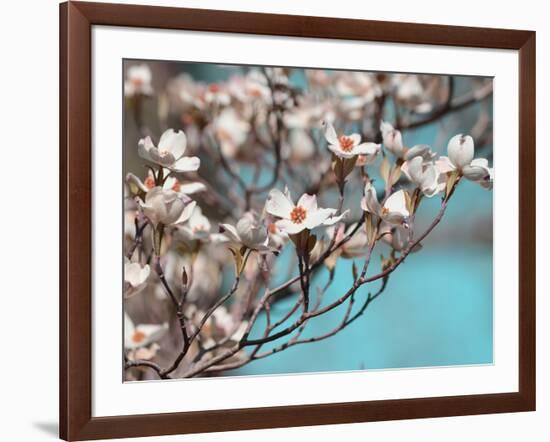 Dogwood Spring III-Sharon Chandler-Framed Photographic Print