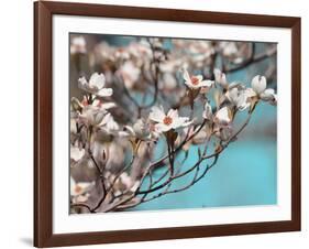 Dogwood Spring III-Sharon Chandler-Framed Photographic Print