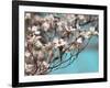 Dogwood Spring III-Sharon Chandler-Framed Photographic Print