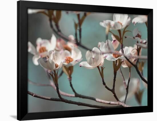 Dogwood Spring IV-Sharon Chandler-Framed Photographic Print