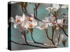 Dogwood Spring IV-Sharon Chandler-Stretched Canvas