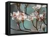 Dogwood Spring IV-Sharon Chandler-Framed Stretched Canvas