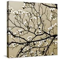 Dogwood Square I-Alan Hausenflock-Stretched Canvas