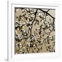 Dogwood Square II-Alan Hausenflock-Framed Photographic Print