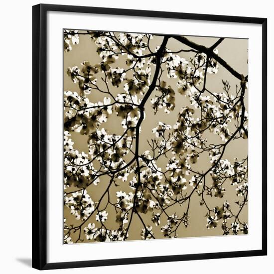 Dogwood Square II-Alan Hausenflock-Framed Photographic Print