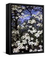 Dogwood Tree Covered in White Flowers in the Ozarks-Andreas Feininger-Framed Stretched Canvas