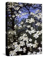 Dogwood Tree Covered in White Flowers in the Ozarks-Andreas Feininger-Stretched Canvas