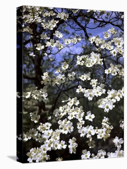 Dogwood Tree Covered in White Flowers in the Ozarks-Andreas Feininger-Stretched Canvas