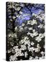 Dogwood Tree Covered in White Flowers in the Ozarks-Andreas Feininger-Stretched Canvas