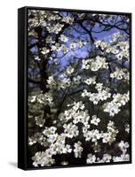 Dogwood Tree Covered in White Flowers in the Ozarks-Andreas Feininger-Framed Stretched Canvas