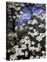 Dogwood Tree Covered in White Flowers in the Ozarks-Andreas Feininger-Stretched Canvas