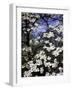 Dogwood Tree Covered in White Flowers in the Ozarks-Andreas Feininger-Framed Photographic Print