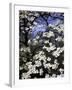 Dogwood Tree Covered in White Flowers in the Ozarks-Andreas Feininger-Framed Photographic Print