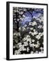 Dogwood Tree Covered in White Flowers in the Ozarks-Andreas Feininger-Framed Photographic Print