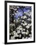 Dogwood Tree Covered in White Flowers in the Ozarks-Andreas Feininger-Framed Photographic Print