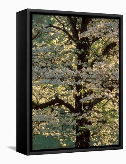 Dogwood Tree Filled with Blooms in Springtime-Gayle Harper-Framed Stretched Canvas