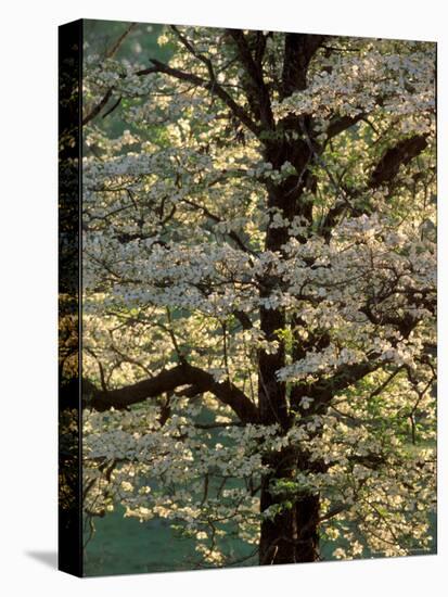 Dogwood Tree Filled with Blooms in Springtime-Gayle Harper-Stretched Canvas