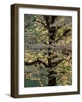 Dogwood Tree Filled with Blooms in Springtime-Gayle Harper-Framed Photographic Print