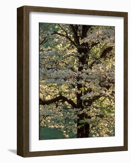 Dogwood Tree Filled with Blooms in Springtime-Gayle Harper-Framed Photographic Print